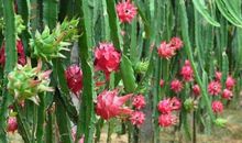 我喜爱的火龙果