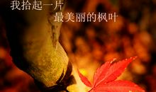 我是一片枫叶