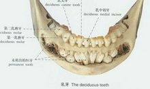 神秘的牙齿家族