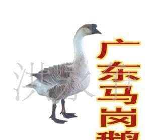 红头鹅和蓝头鹅