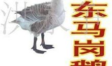 红头鹅和蓝头鹅读后感