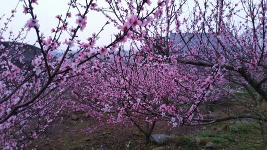 “仙口”桃花林