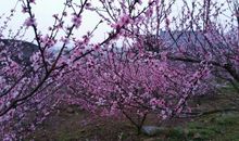 “仙口”桃花林
