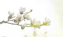 快乐是一种选择