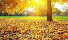 又是落叶的季节