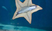 从海星身上获得的启示