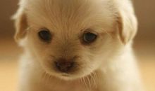 我是一只可爱的小狗