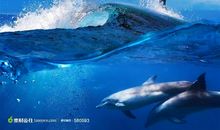 我最喜欢的动物——海豚