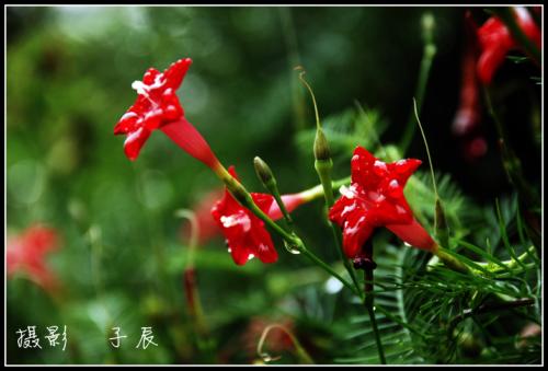 永远的星花