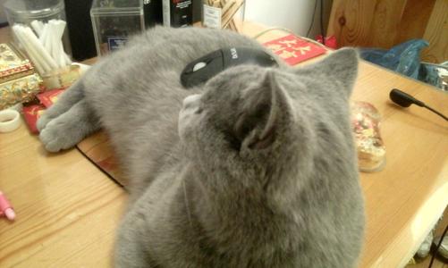 小猪和猫