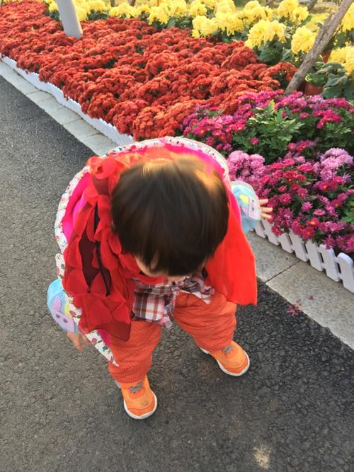 游菊园