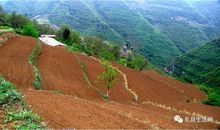 开在千沟万壑中的花