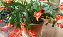 阳台上的蟹爪兰