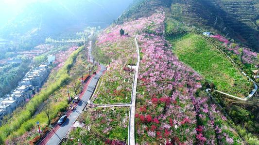桃花谷