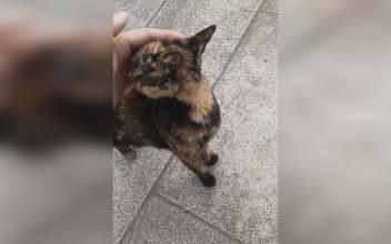 楼下的猫