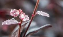 听听那冷雨的声音