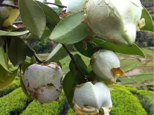 为了茶树的童年