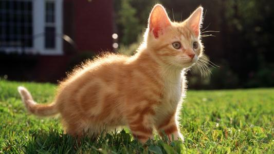 我的猫