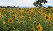 你是我心中的向日葵