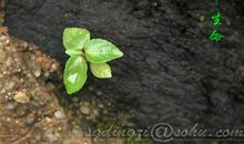 我读懂了石缝间的生命