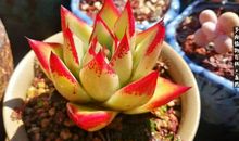 描写多肉的作文