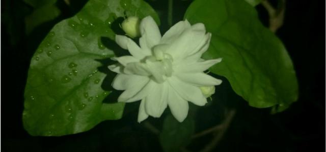 茉莉花悄悄绽放