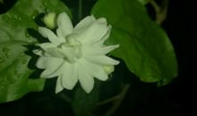 茉莉花悄然绽放