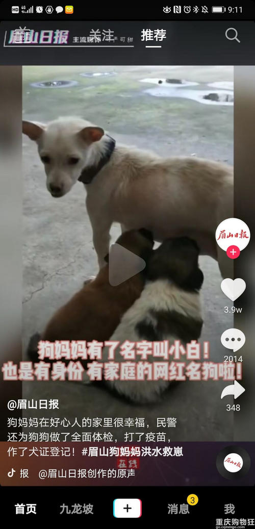 参观狗尾