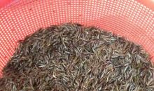 我是一只小虾米