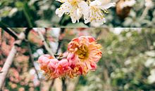 春，悄悄地来了