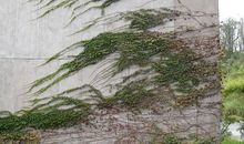 “飞檐走壁”的爬山虎