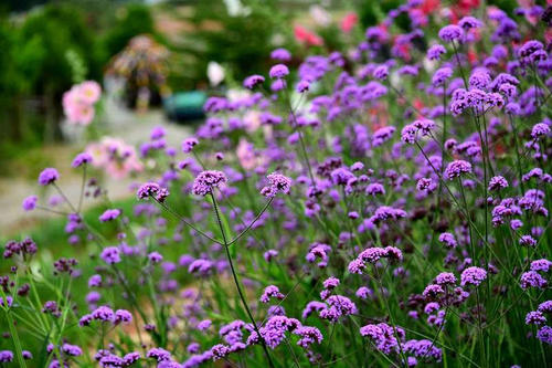 在春季郊游中长大