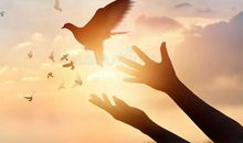 鸟儿需要的是自由