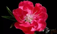 我愿做一朵桃花