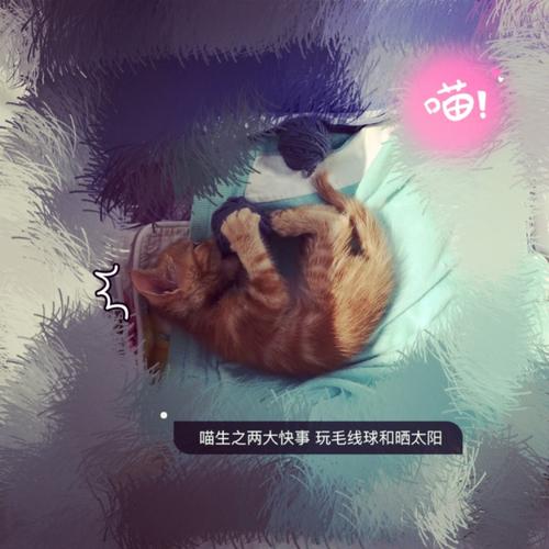 动物王成长
