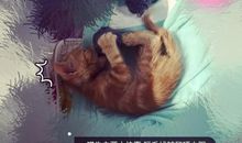 动物大王成长记