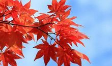 秋天是一道美丽的风景线