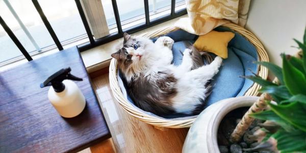 描述木偶猫的作品