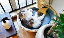 描写布偶猫的作文