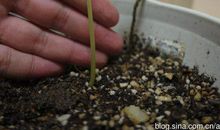 小小的种子，大大的心愿