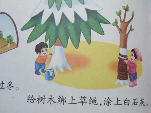 冬季植物