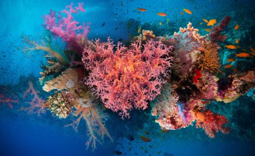 美丽的水族馆