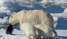 最后一只北极熊
