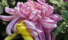 又是菊花盛开时