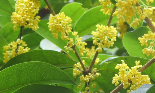 组成描述月桂树