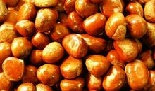 又到栗子飘香时