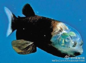 眼中的大海