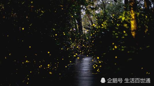 夏日夜精灵的回忆