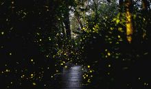 犹忆夏夜小精灵