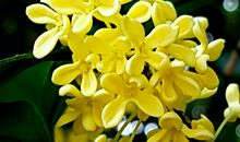 又到一年桂花季